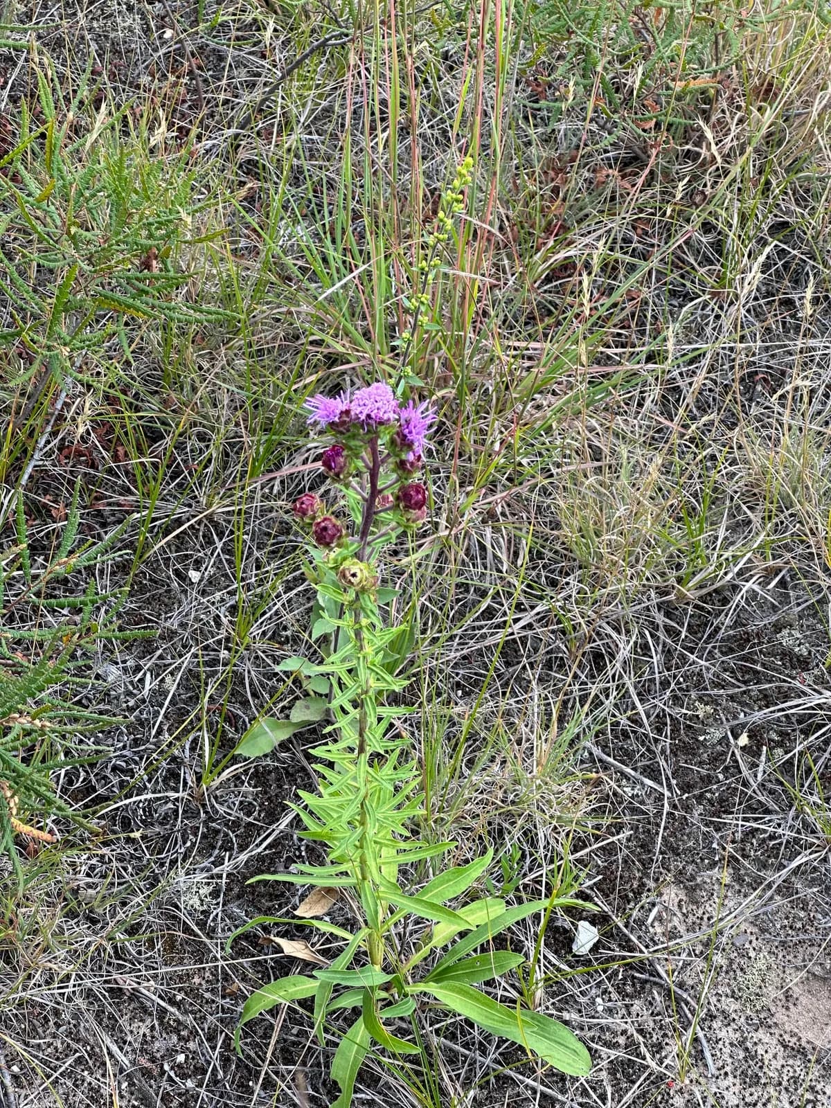 Northern Gayfeather (Liatris scariosa)