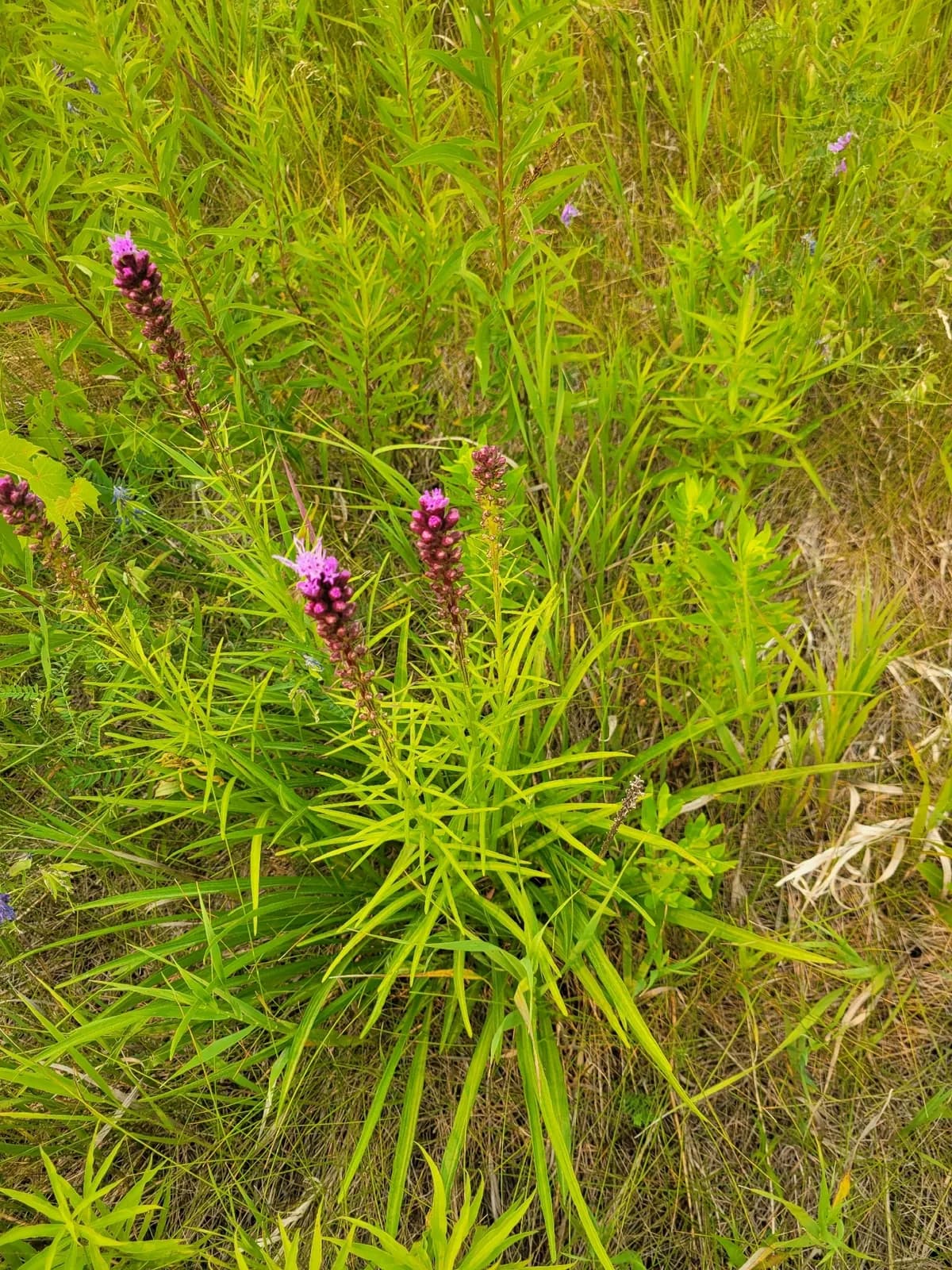Dense Blazing Star (Liatris spicata)
