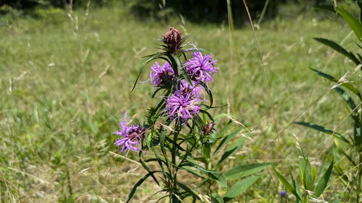 Scaly blazing star (Liatris squarrosa)