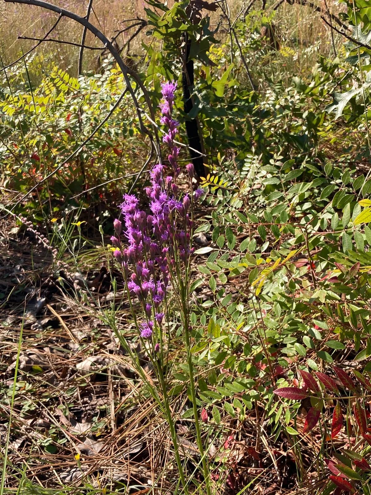 Shortleaf Blazing Star (Liatris tenuifolia)