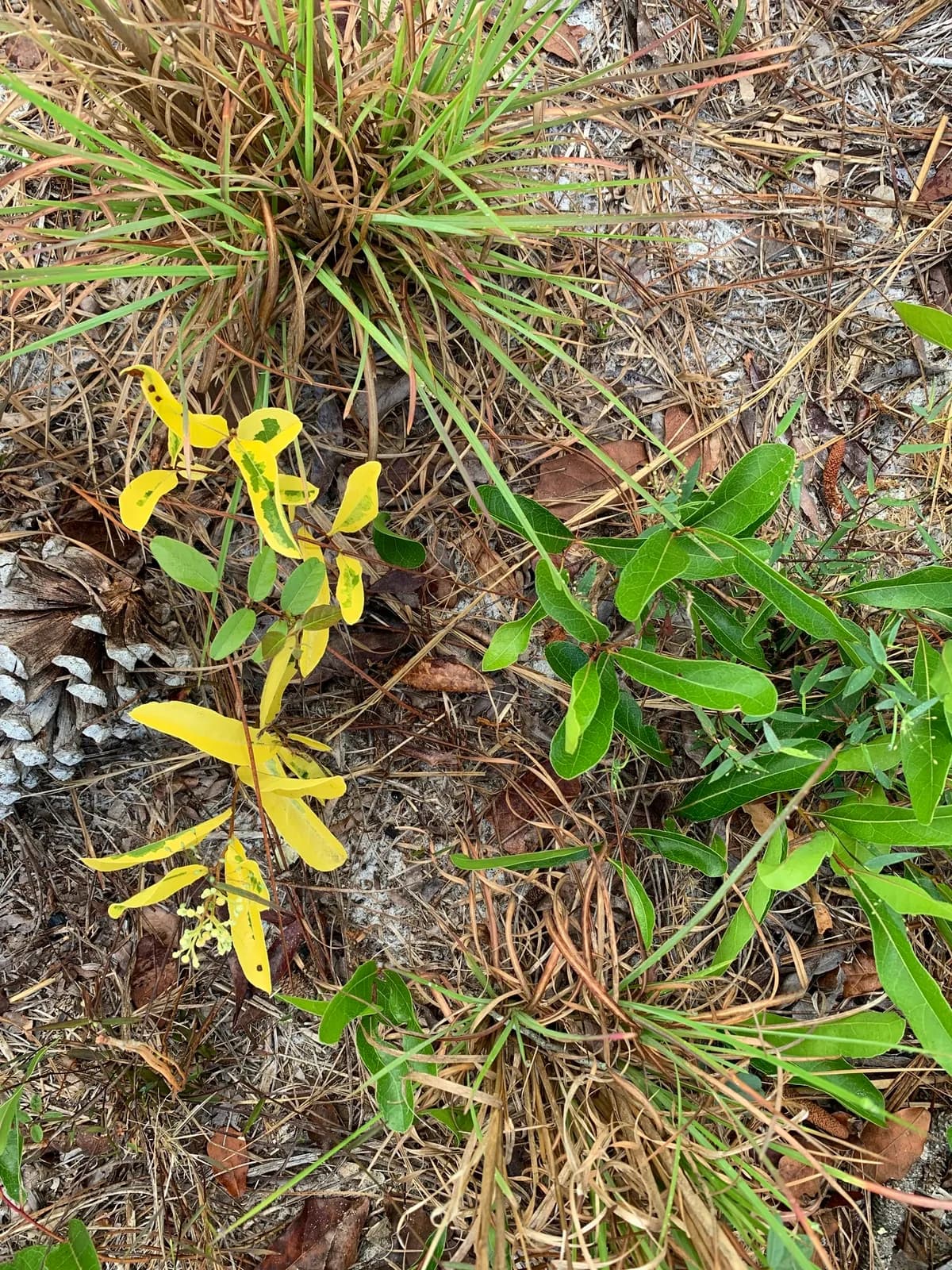 Gopher Apple (Licania michauxii)