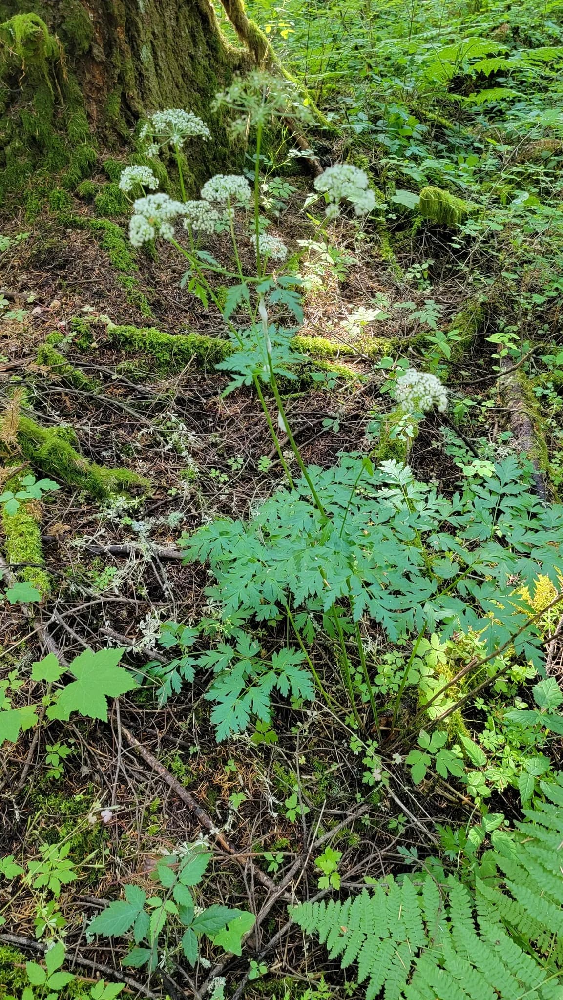 Ligusticum apiifolium