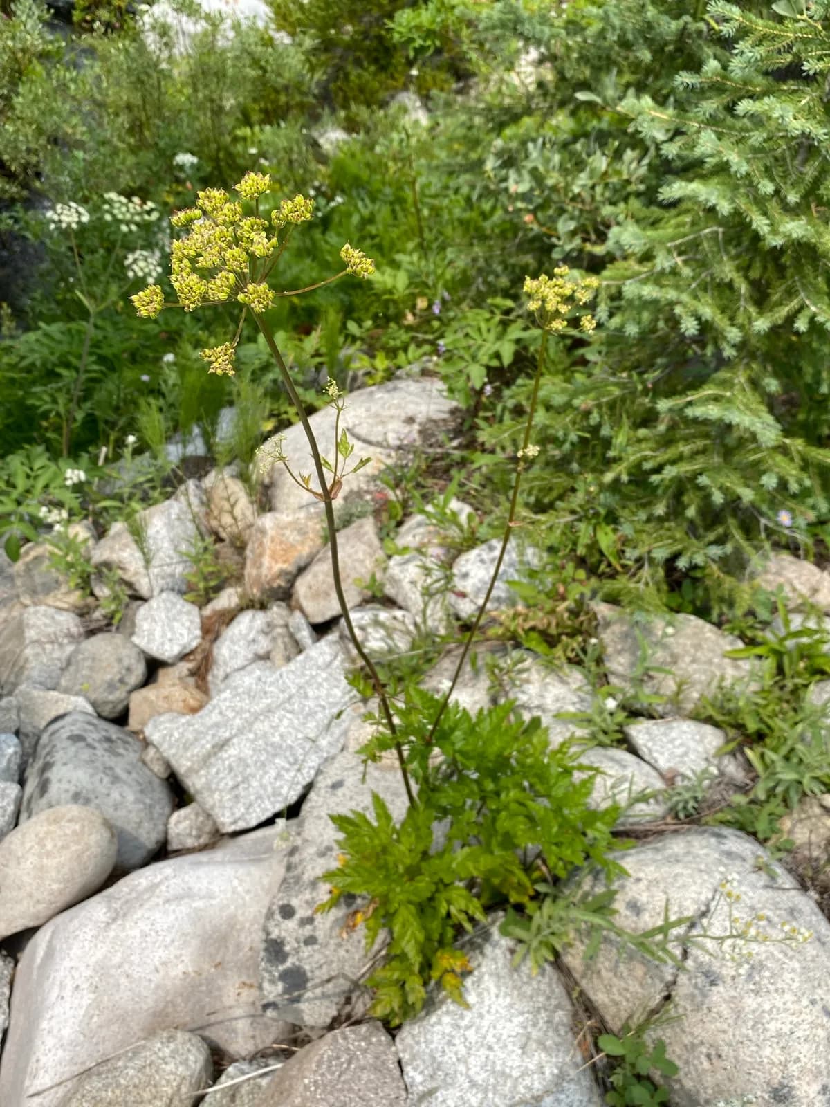 Canby'S Licorice-Root (Ligusticum canbyi)