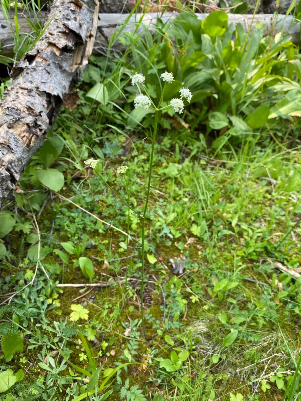 Utah Ligusticum (Ligusticum filicinum)