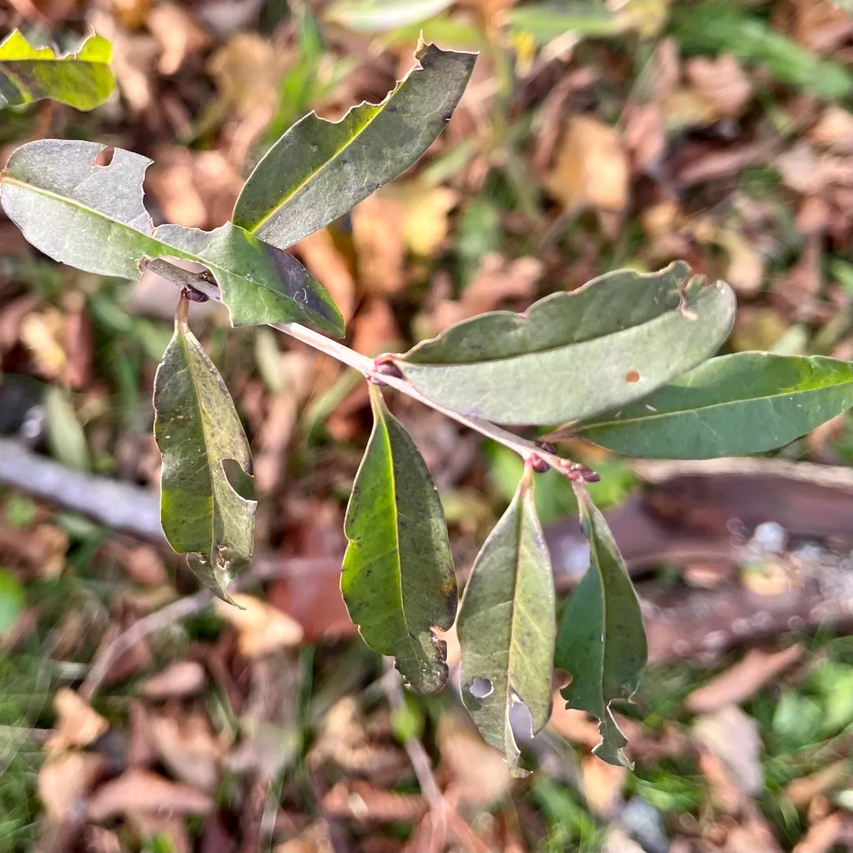 Common Privet (Ligustrum vulgare)