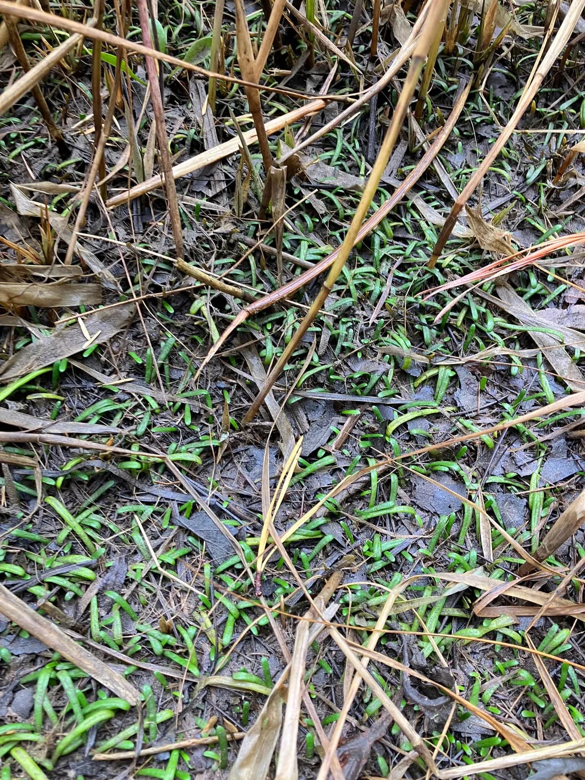 Eastern Grasswort (Lilaeopsis chinensis)