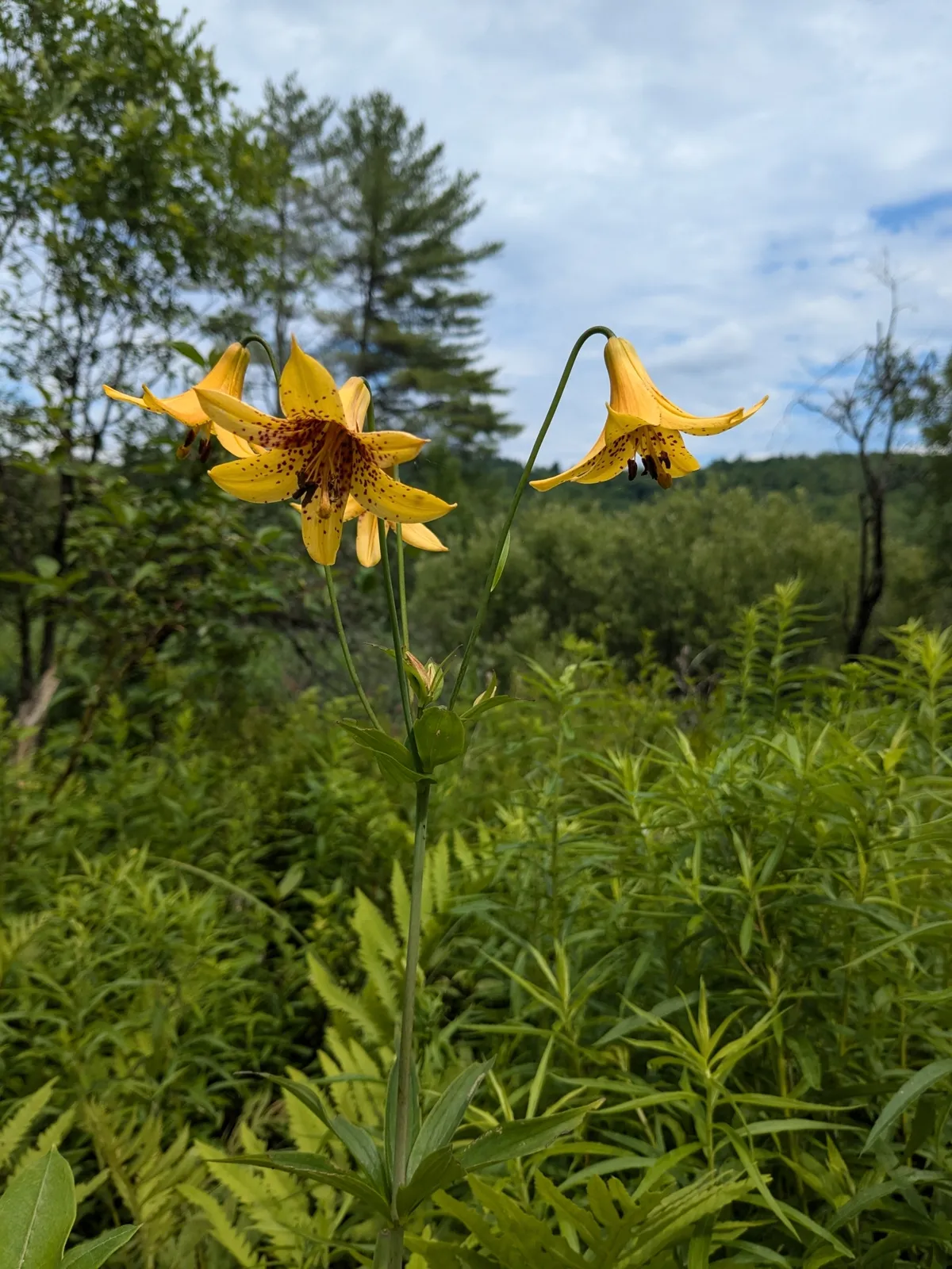 Canada Lily (Lilium canadense)