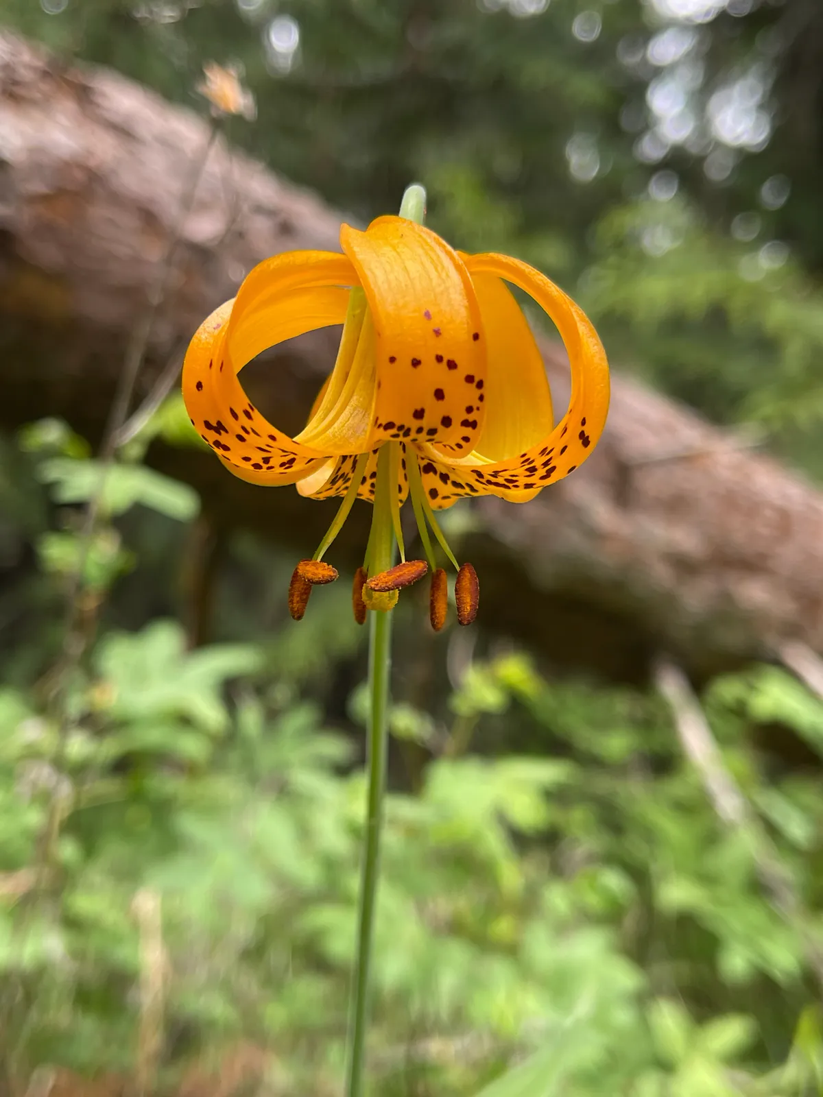 Spotted Lily (Lilium columbianum)