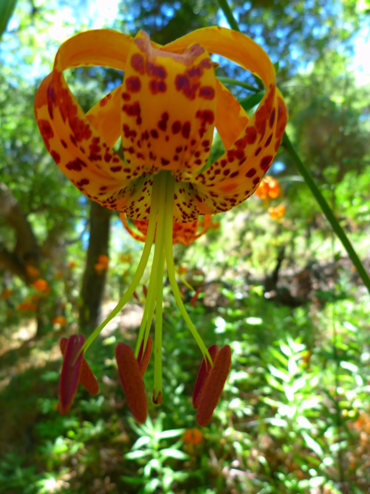 Humboldt Lily (Lilium humboldtii)