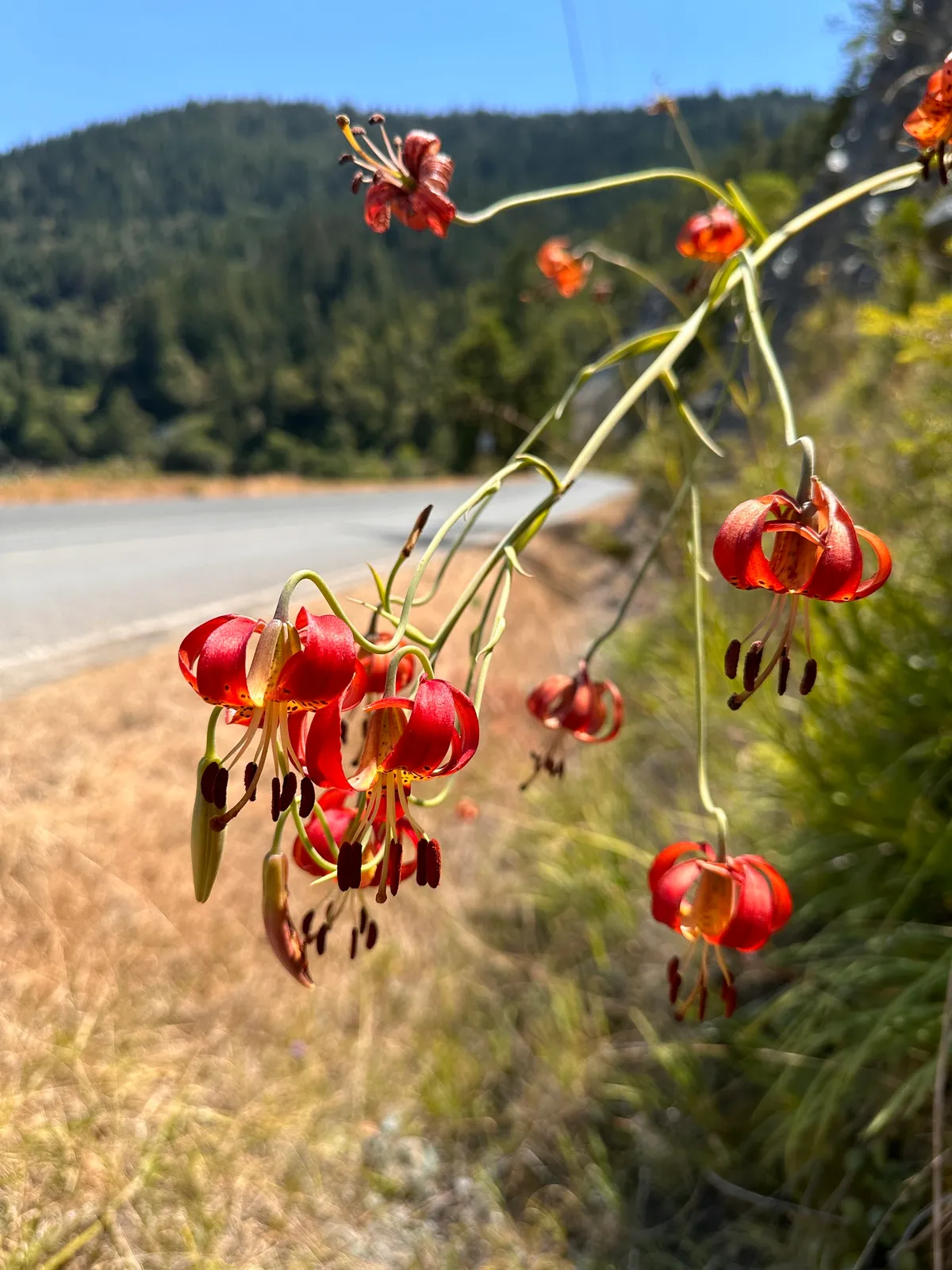 Panther Lily (Lilium pardalinum)