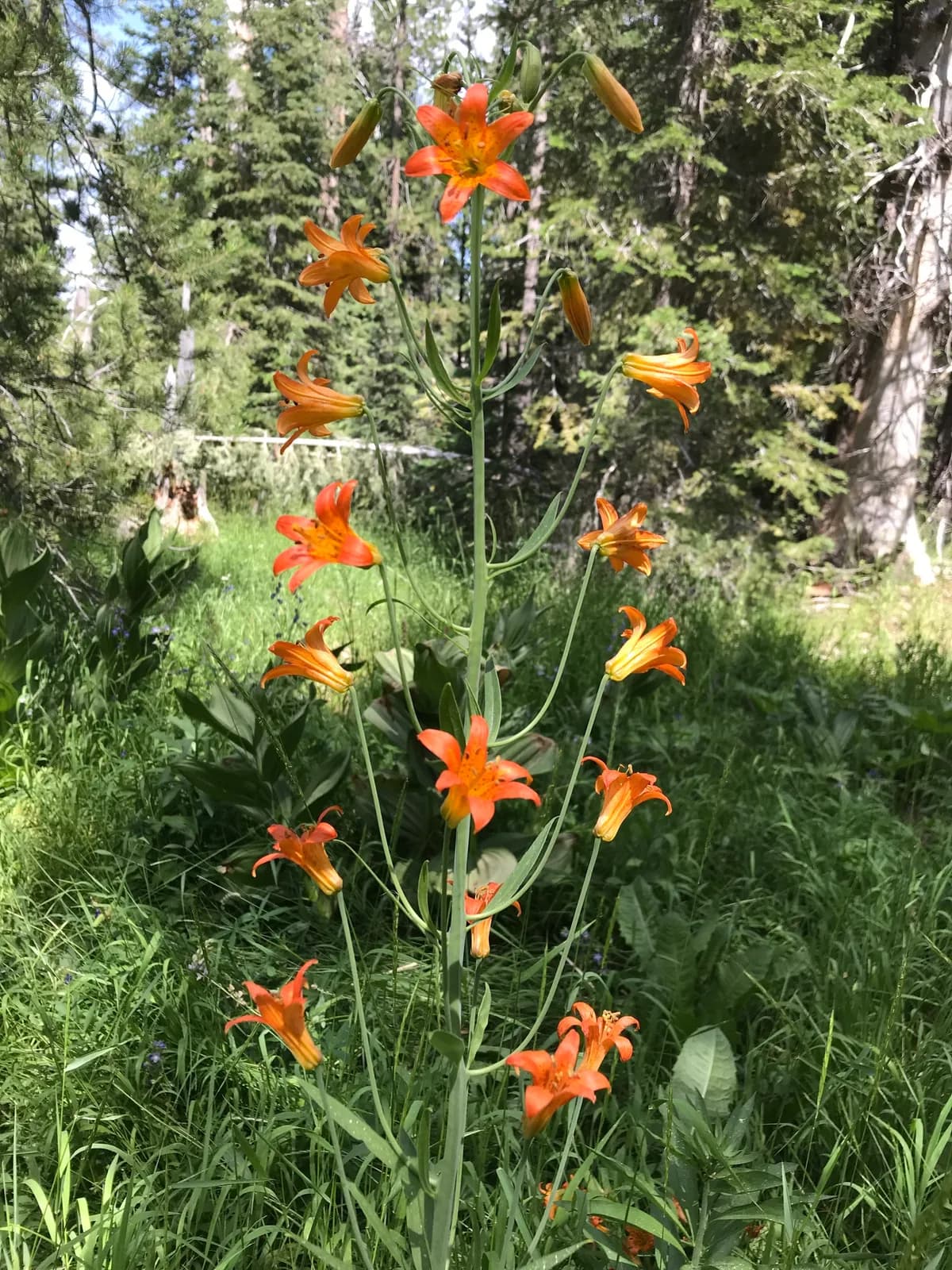 Alpine lily (Lilium parvum)