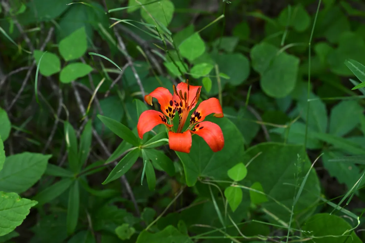 Flame Lily (Lilium philadelphicum)