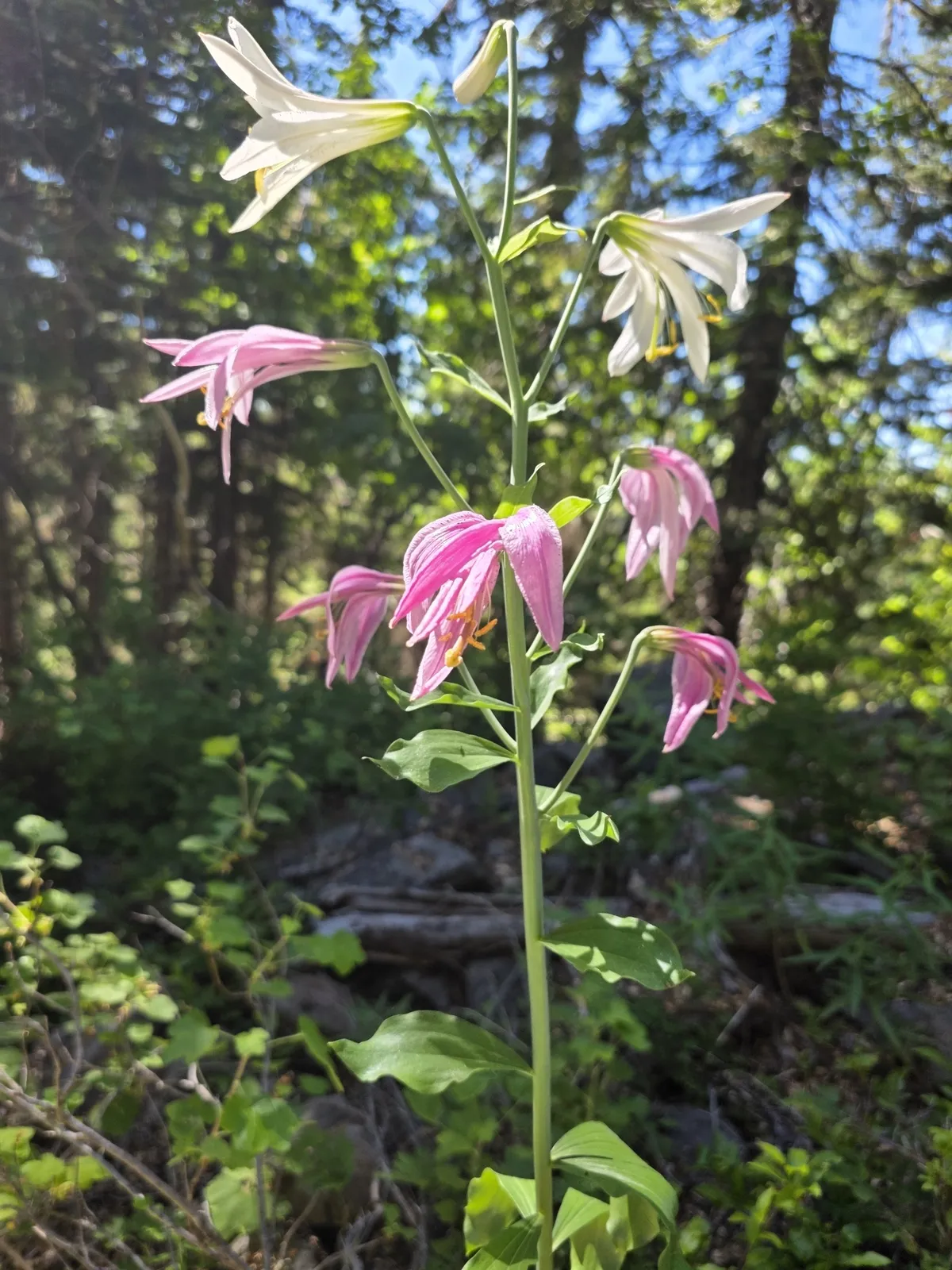 Washington Lily (Lilium washingtonianum)