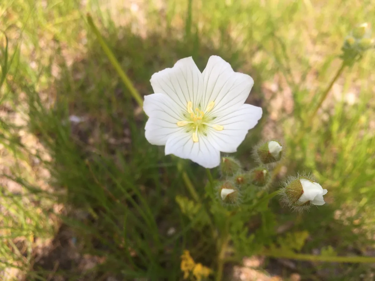 Meadowfoam (Limnanthes alba)