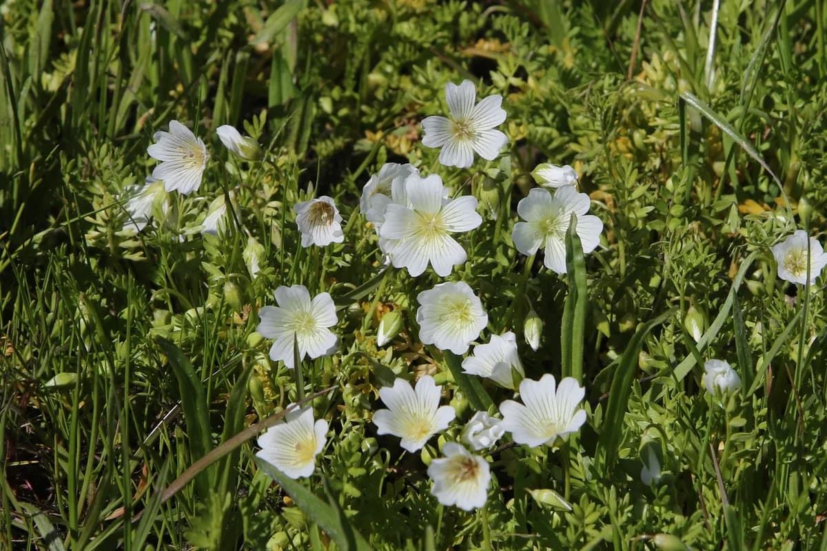Meadowfoam (Limnanthes douglasii)