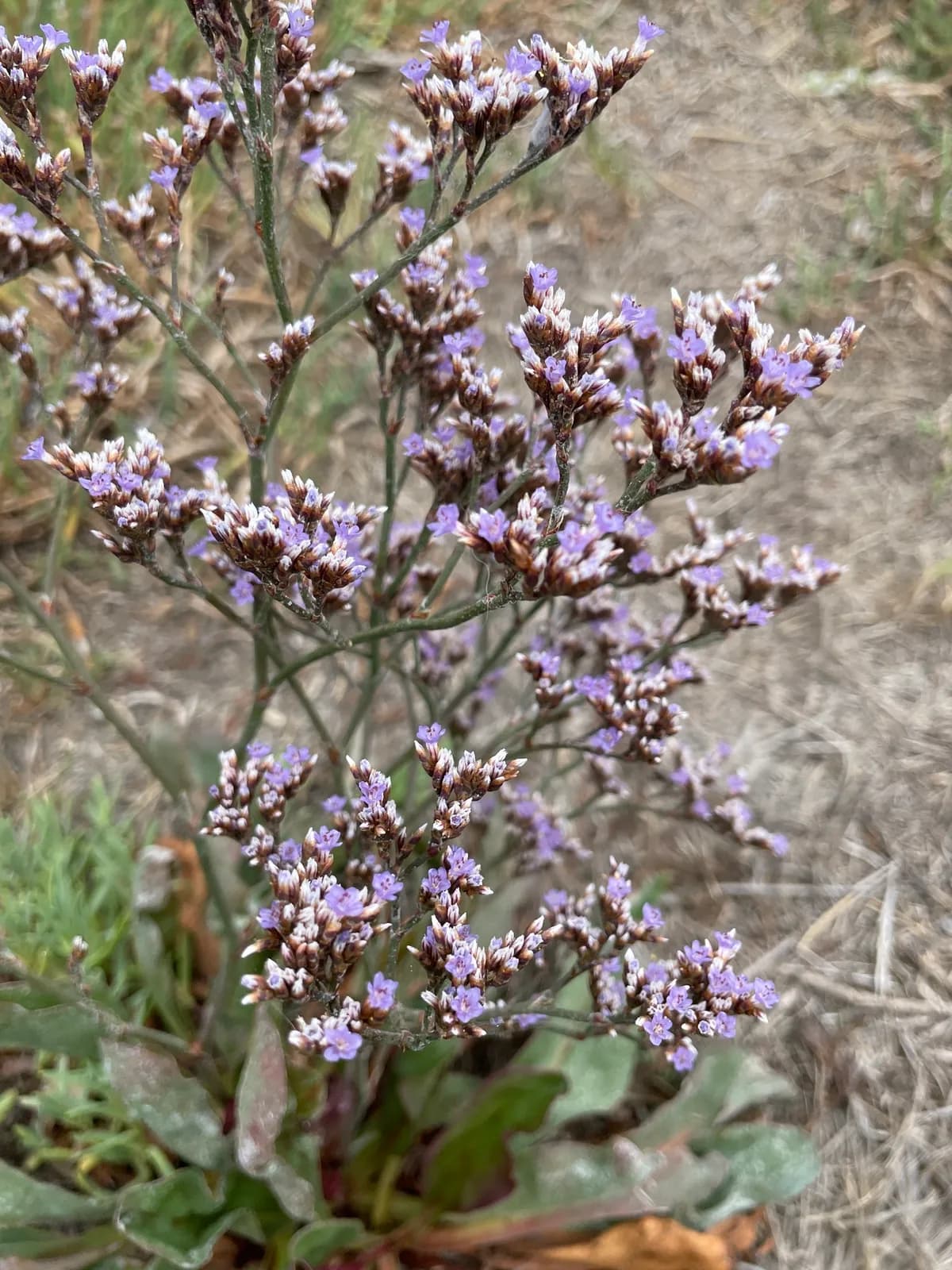 Marsh-rosemary (Limonium californicum)
