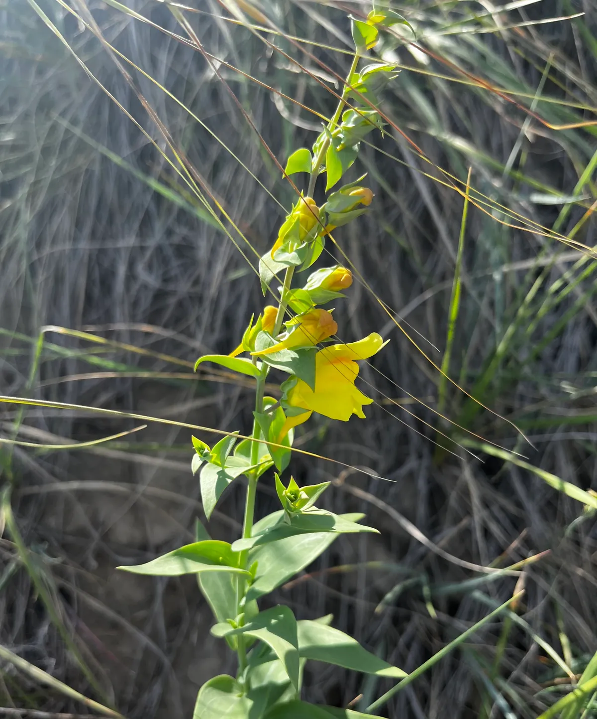 Balkan Toadflax (Linaria dalmatica)