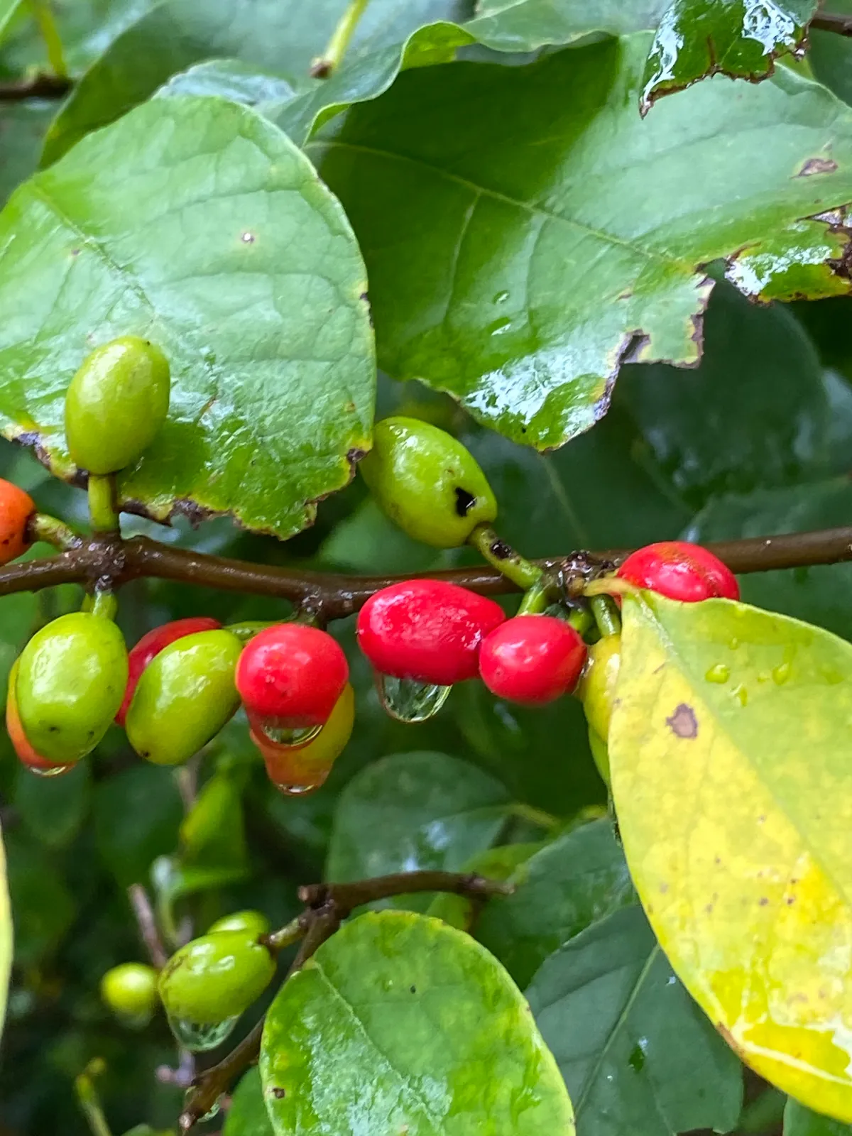 Wild Allspice (Lindera benzoin)