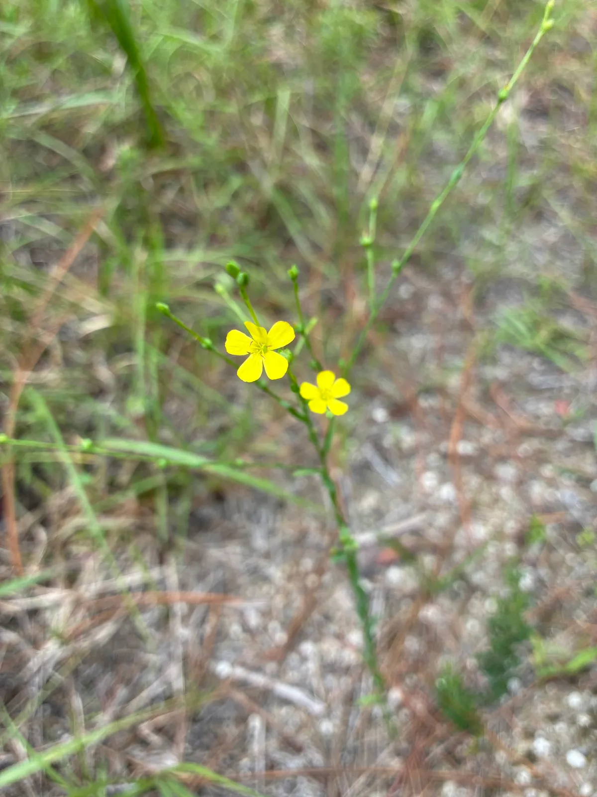 Florida Yellow Flax (Linum floridanum)