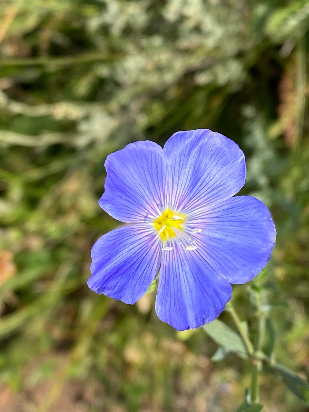 Lewis's Flax (Linum lewisii)
