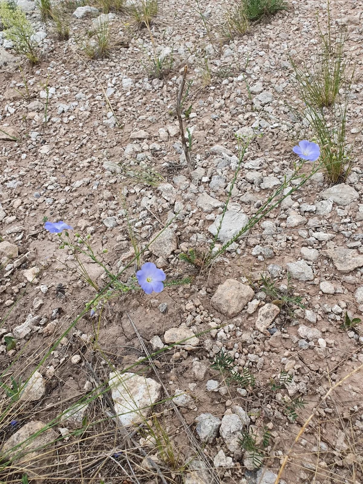 Blue Flax (Linum perenne)