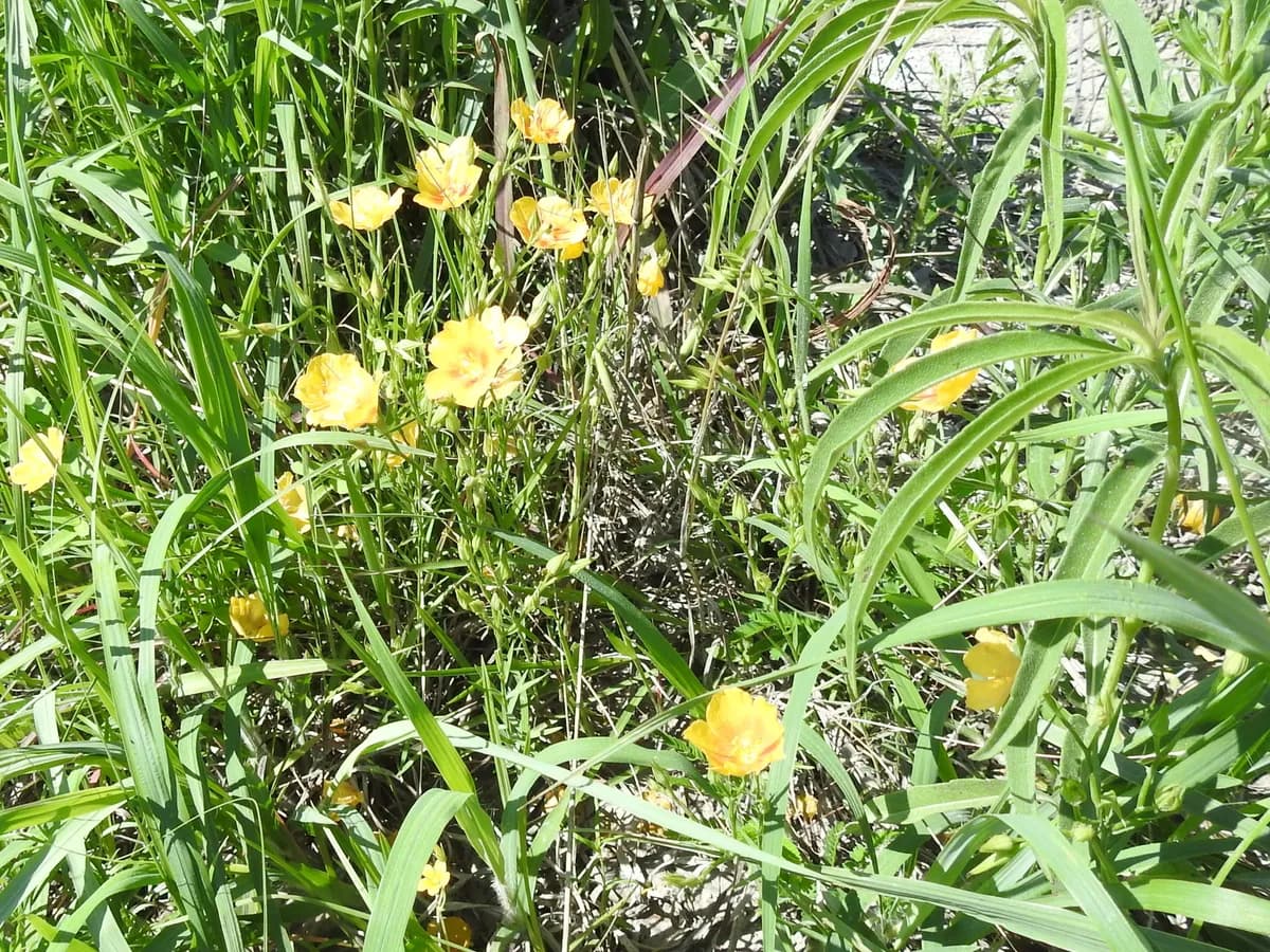 Stiff-stem Flax (Linum rigidum)