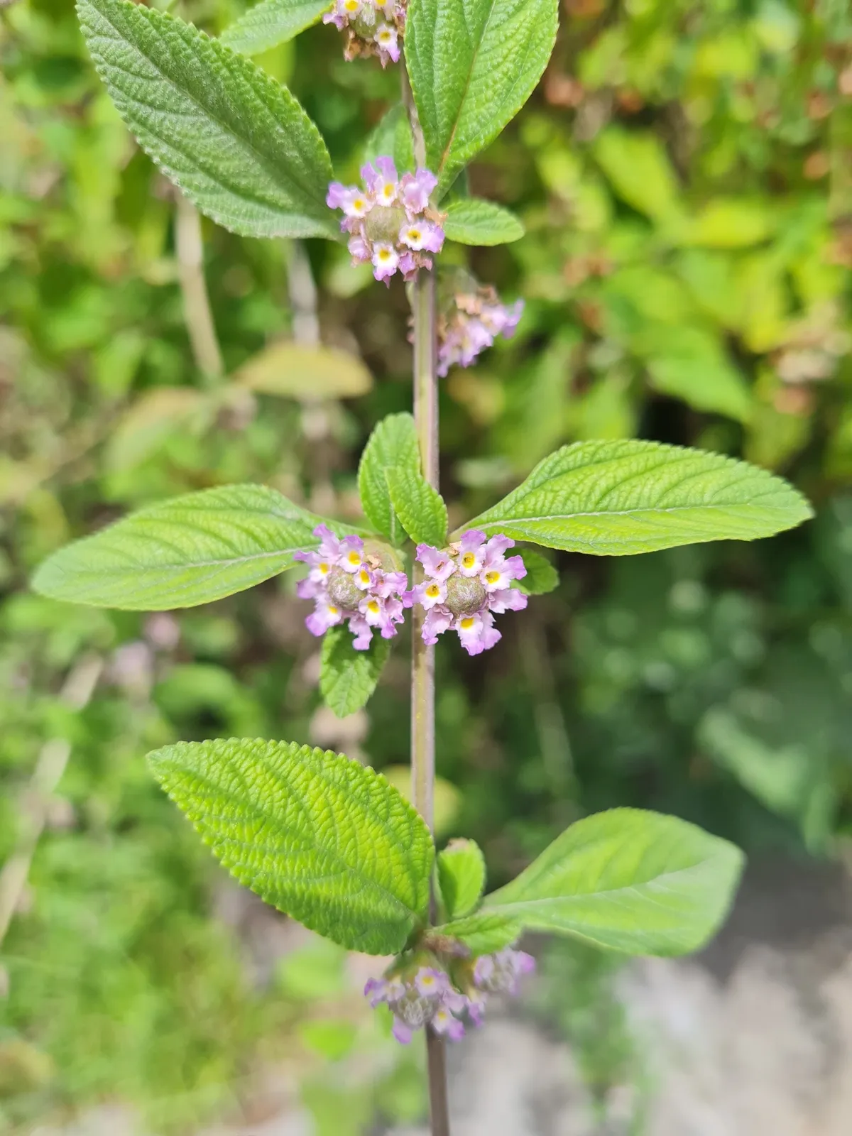 Bushy Lipia (Lippia alba)