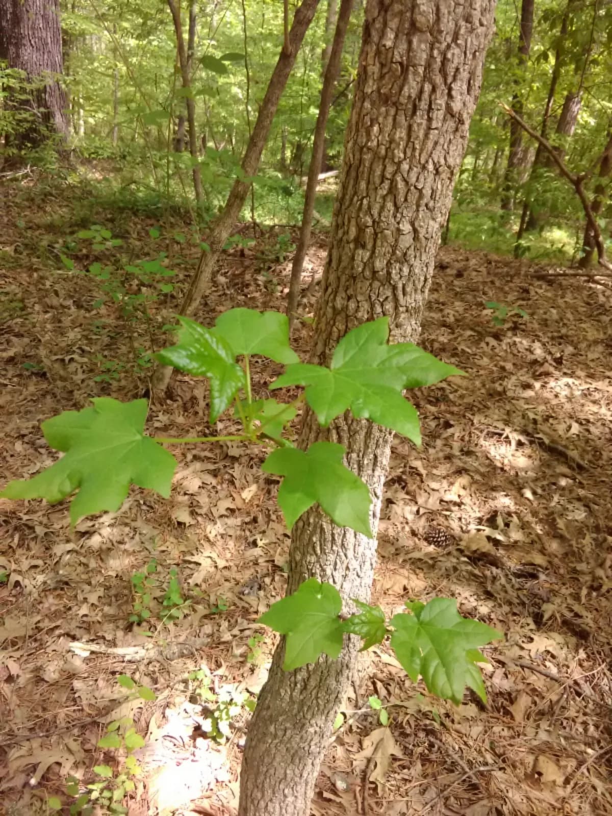 Alligator-wood (Liquidambar styraciflua)