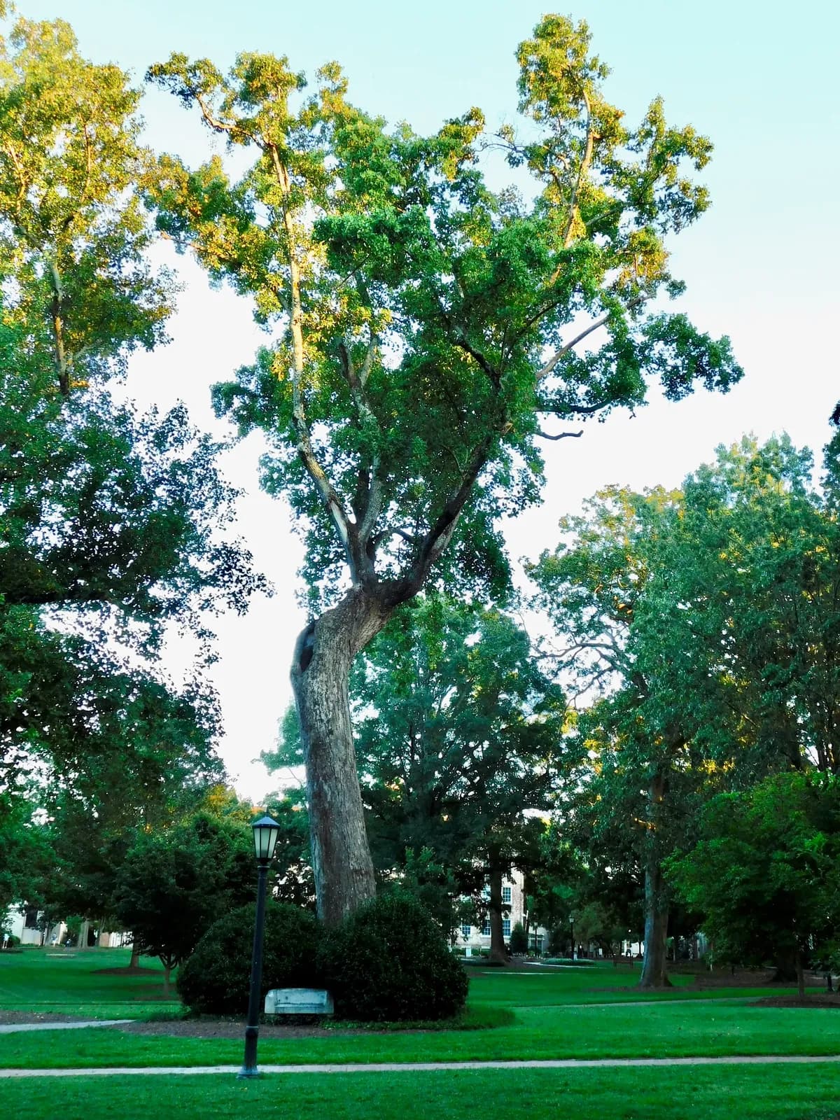 Tulip-poplar (Liriodendron tulipifera)