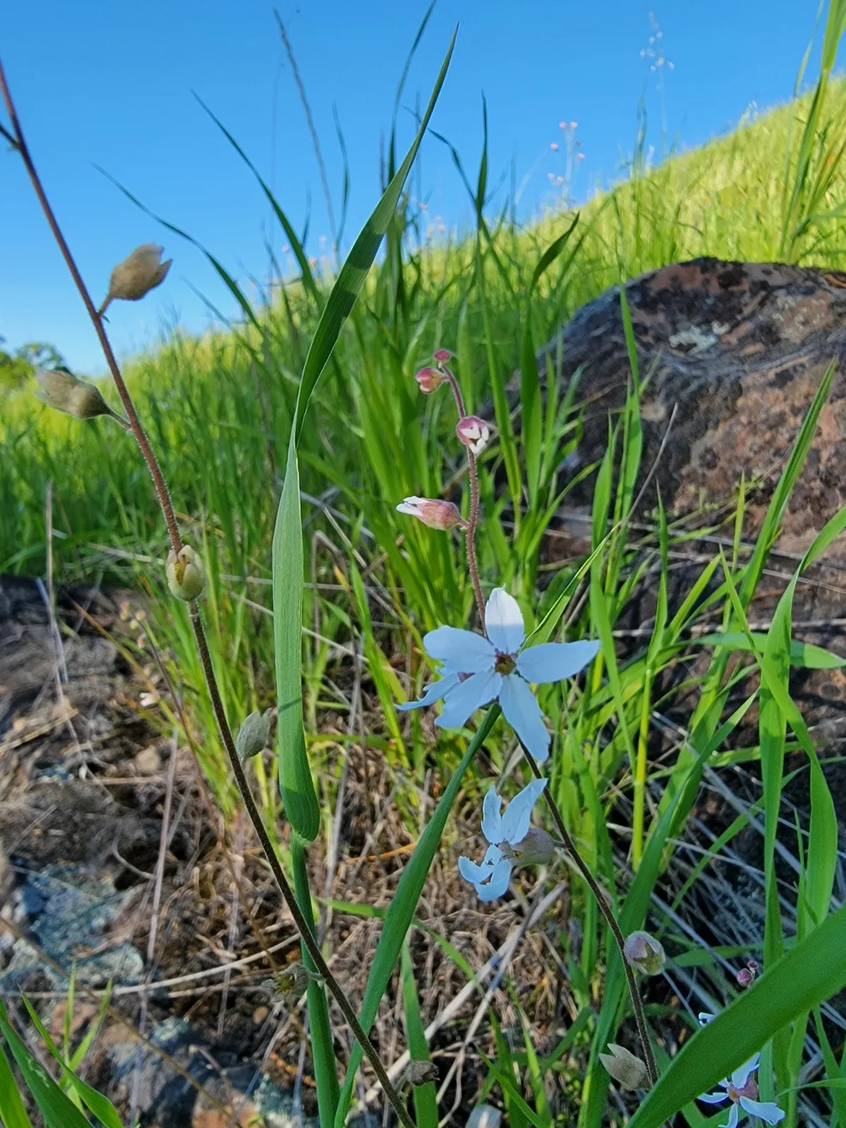 Bolander's woodland-star (Lithophragma bolanderi)