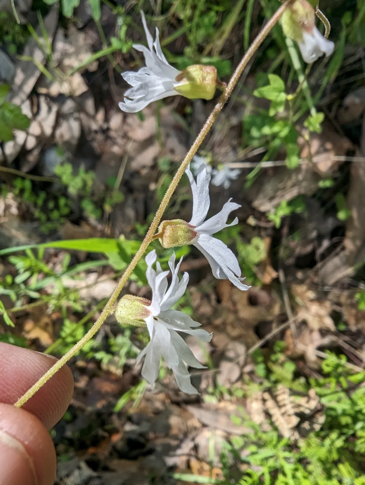 Hillside woodland star (Lithophragma heterophyllum)