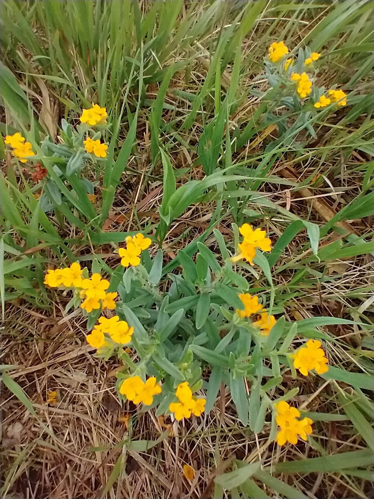 Indian-paint (Lithospermum canescens)