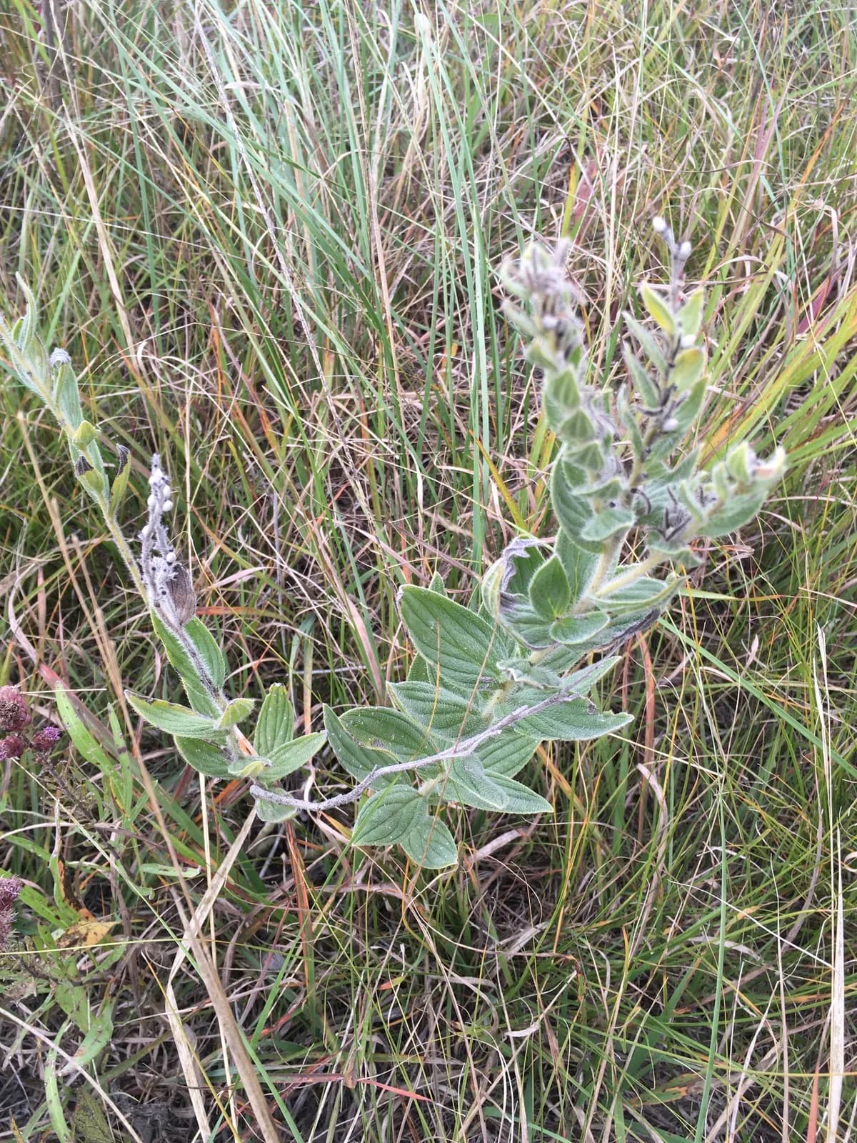 Western stoneseed (Lithospermum occidentale)