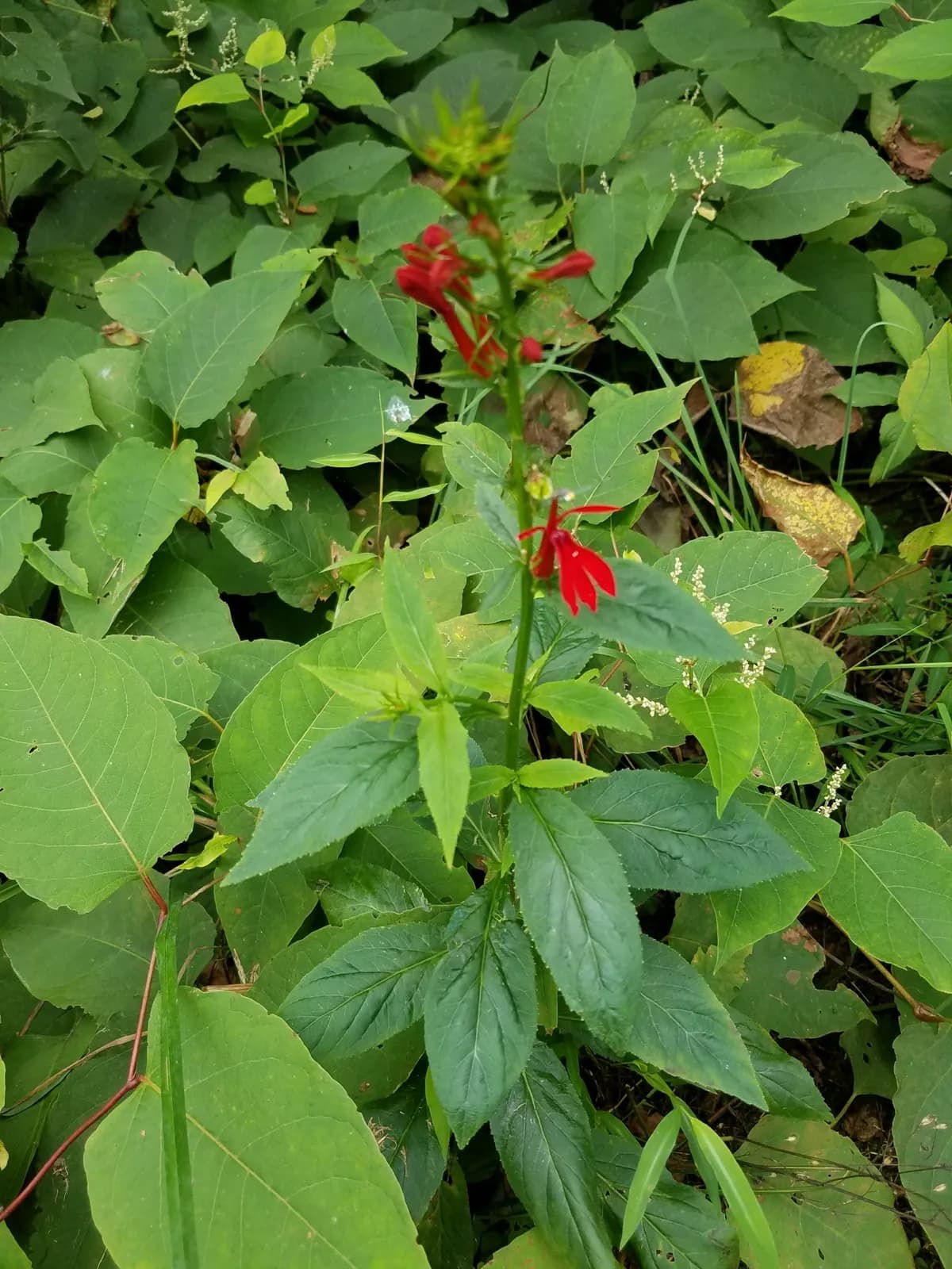 Scarlet Lobelia (Lobelia cardinalis)