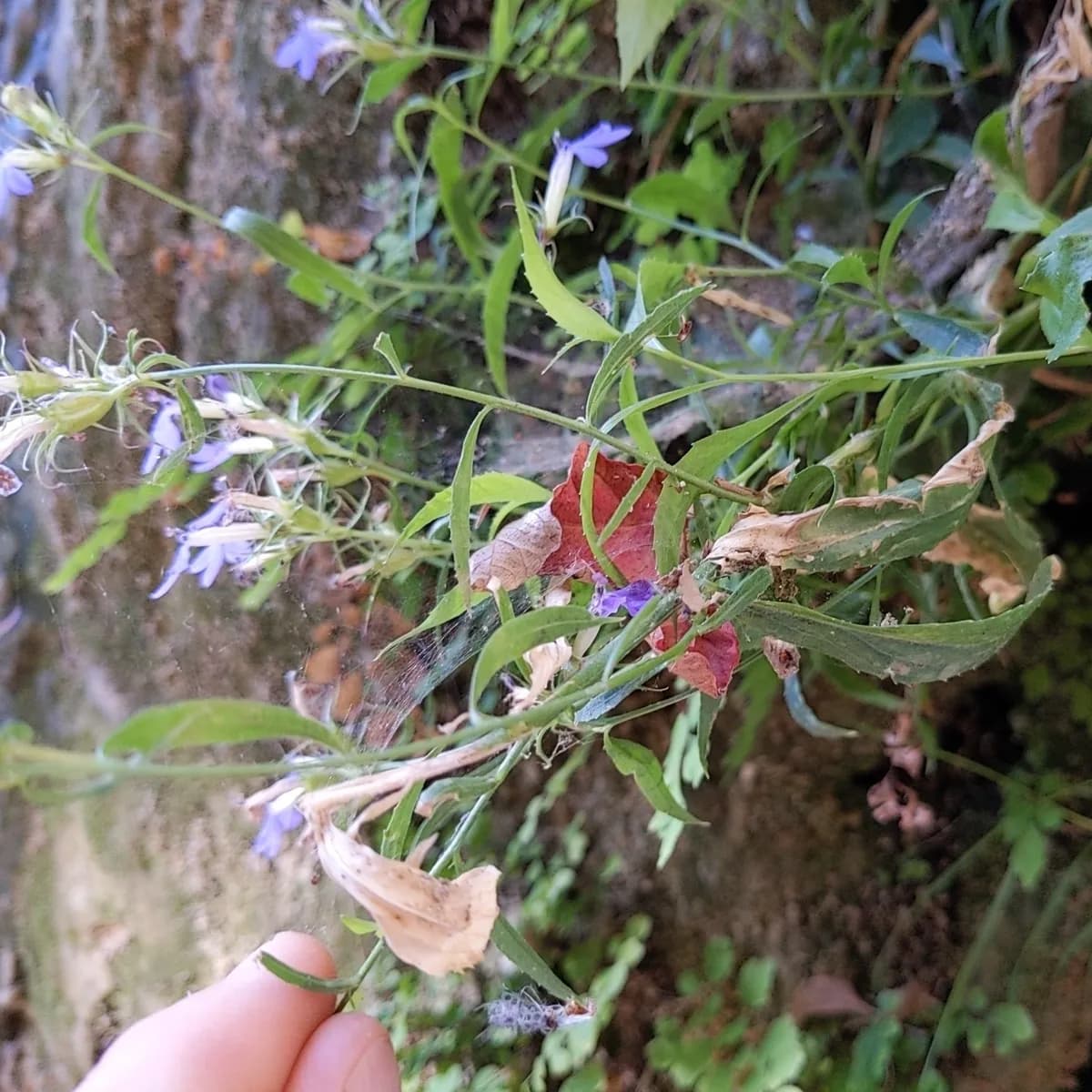 Dunn's lobelia (Lobelia dunnii)