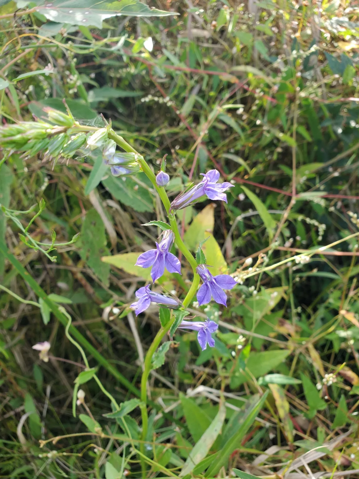Longleaf lobelia (Lobelia elongata)