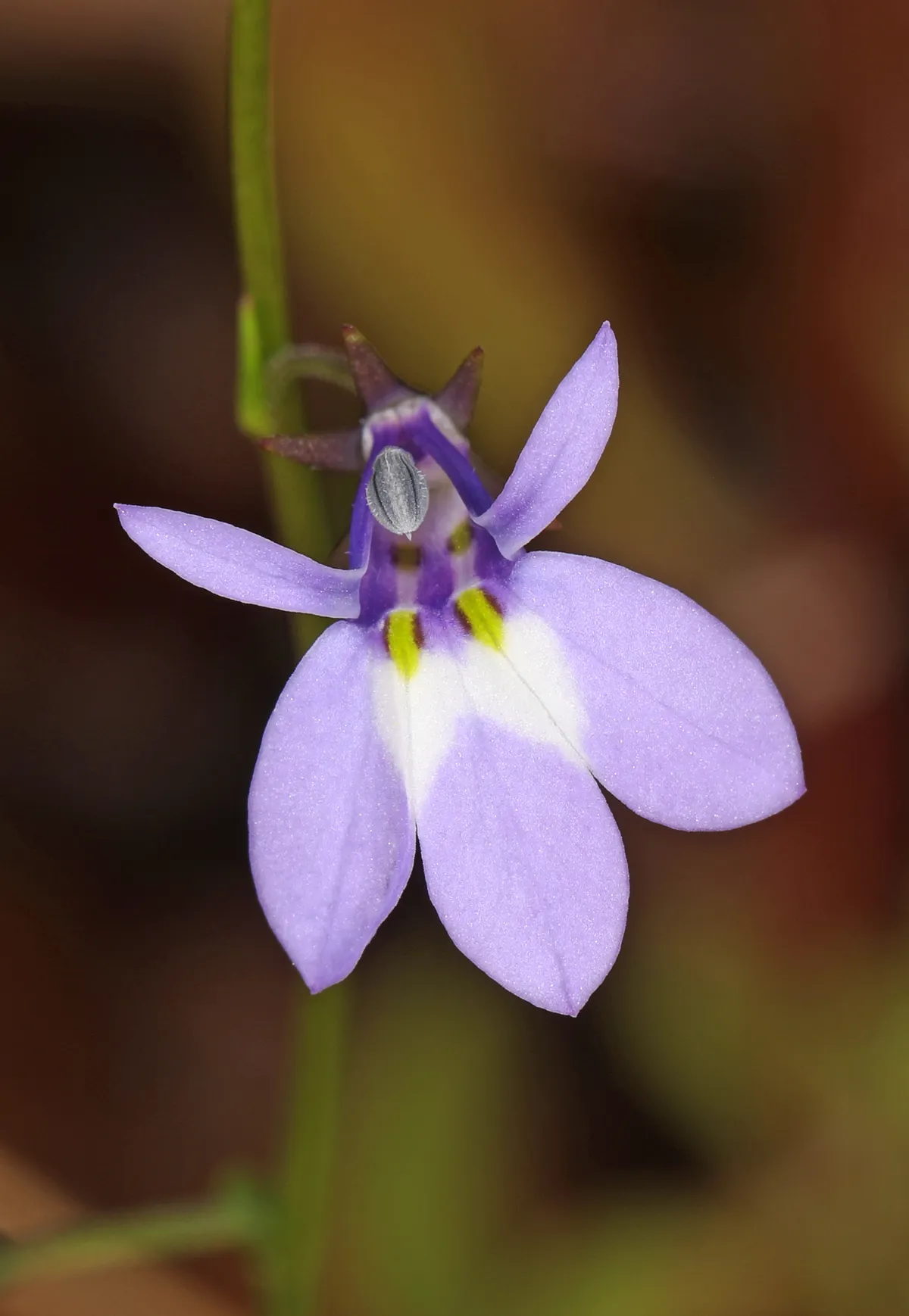 Bay lobelia (Lobelia feayana)