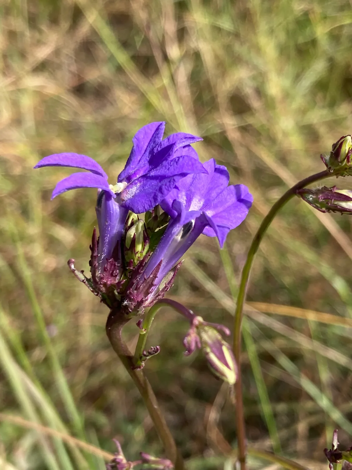 Glade lobelia (Lobelia glandulosa)