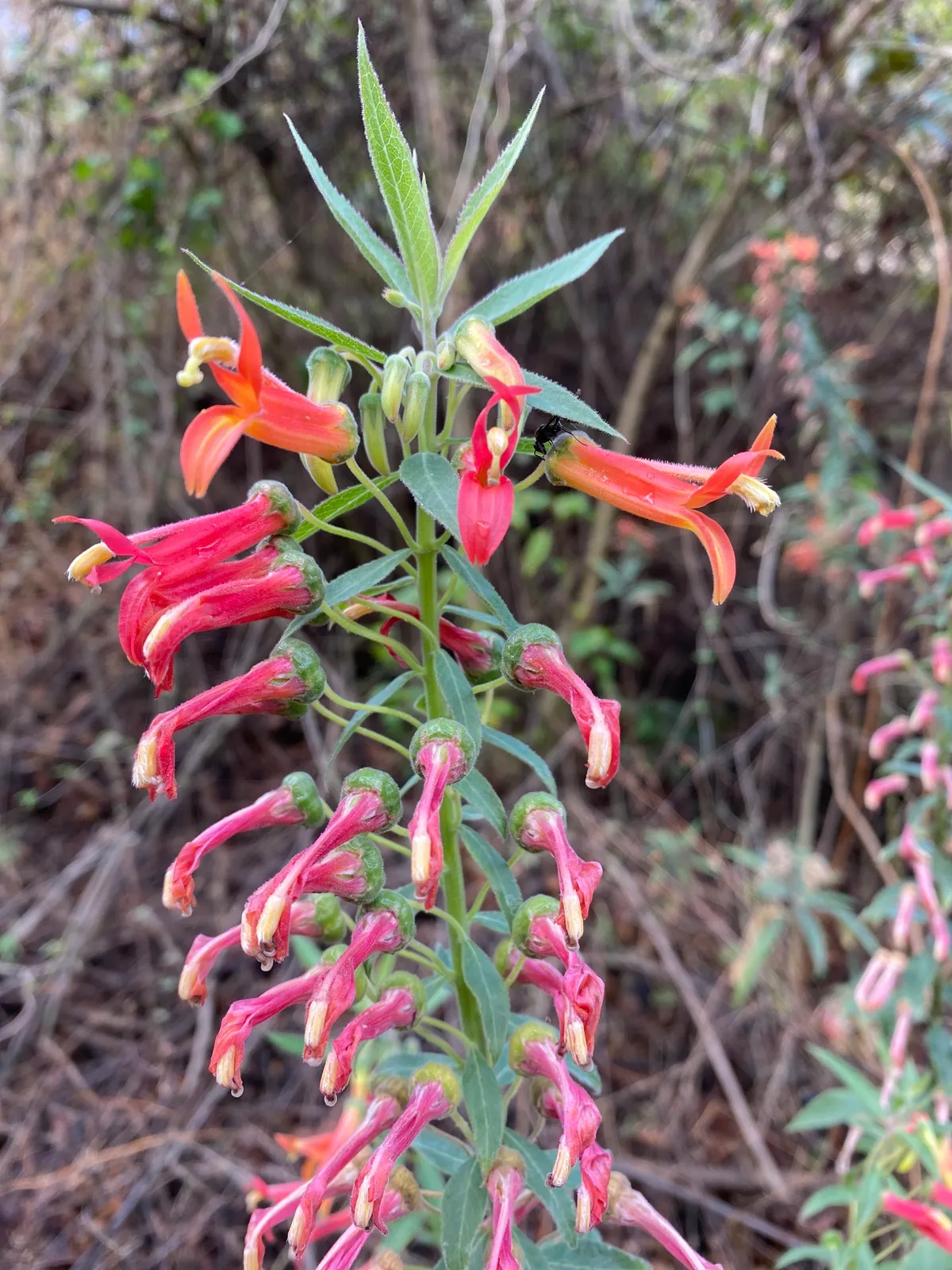 Sierra madre lobelia (Lobelia laxiflora)