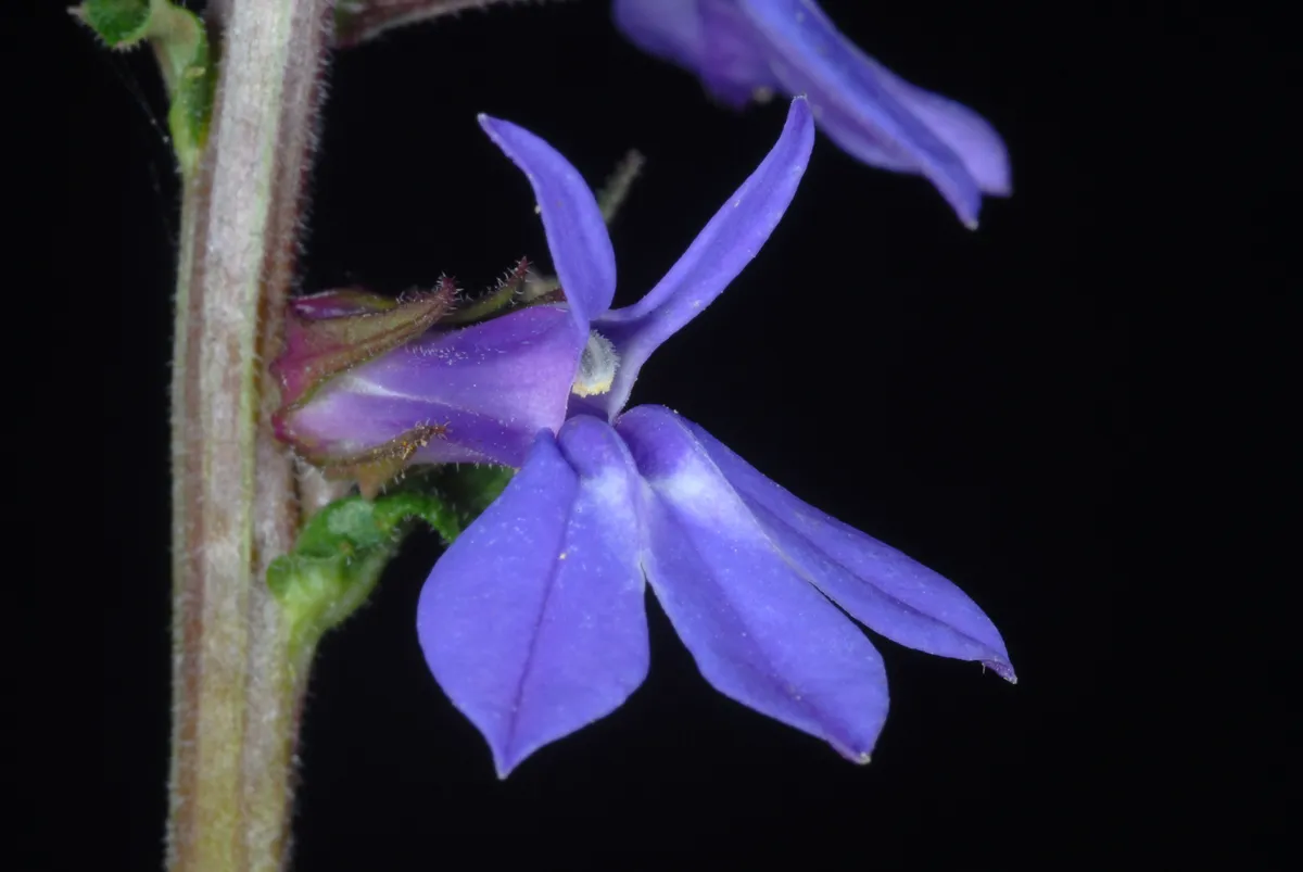 Downy Lobelia (Lobelia puberula)