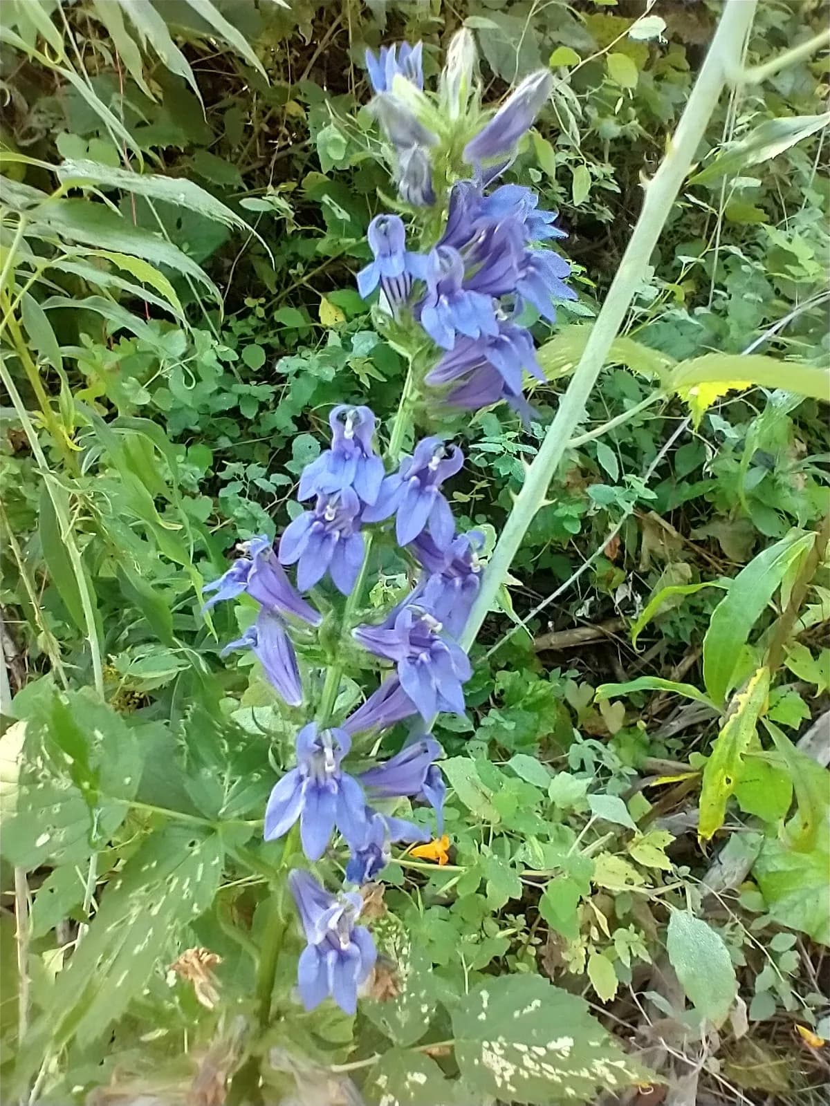 Blue Lobelia (Lobelia siphilitica)
