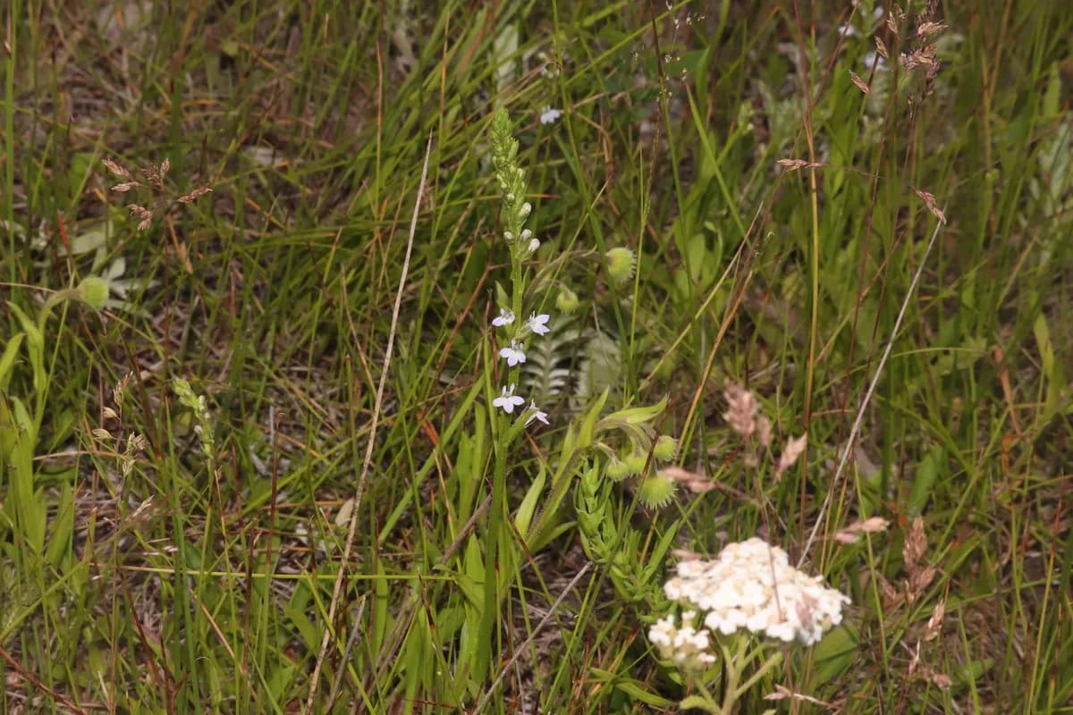 Balespike Lobelia (Lobelia spicata)