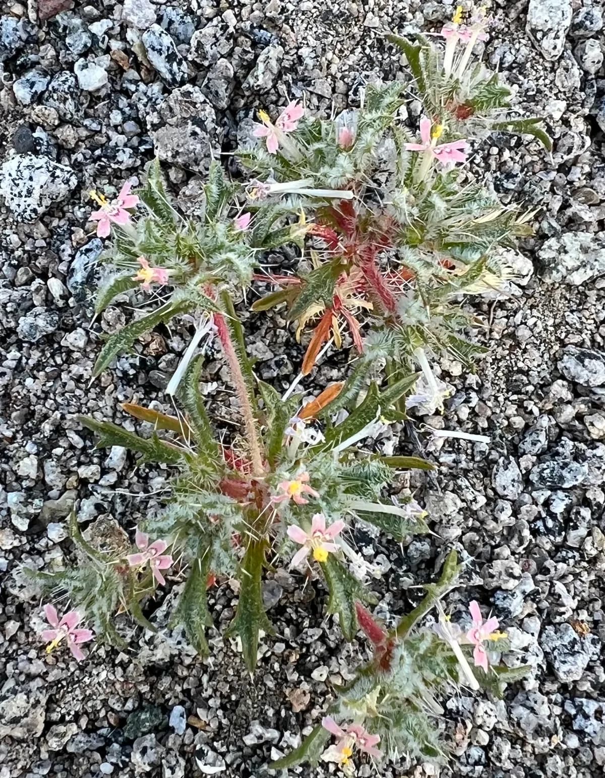 Schott's Calico (Loeseliastrum schottii)