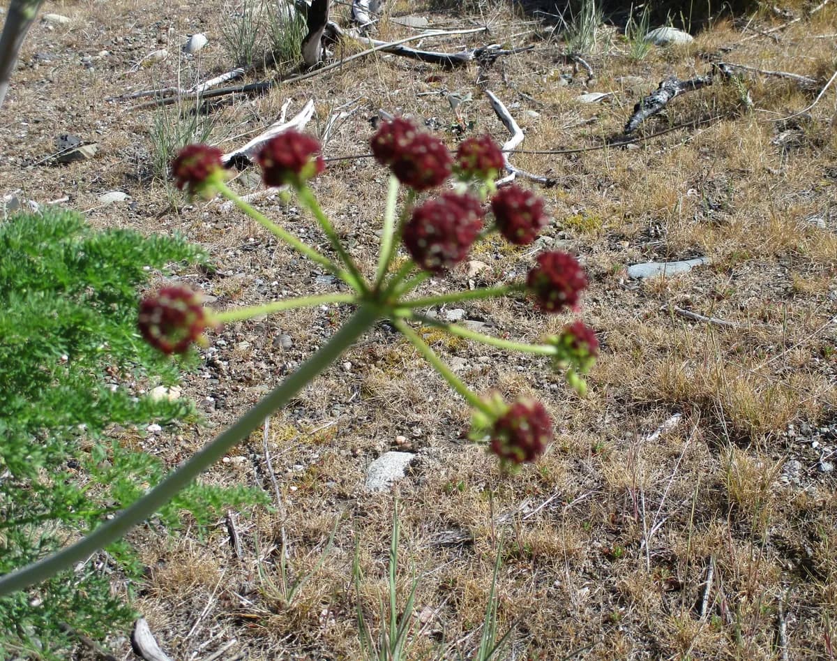 Fernleaf Desert-Parsley (Lomatium dissectum)