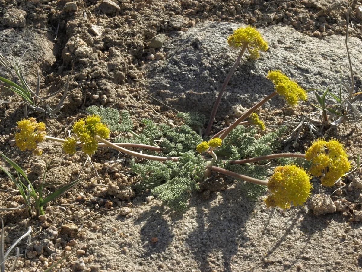 Carrot-Leaf Desert-Parsley (Lomatium foeniculaceum)
