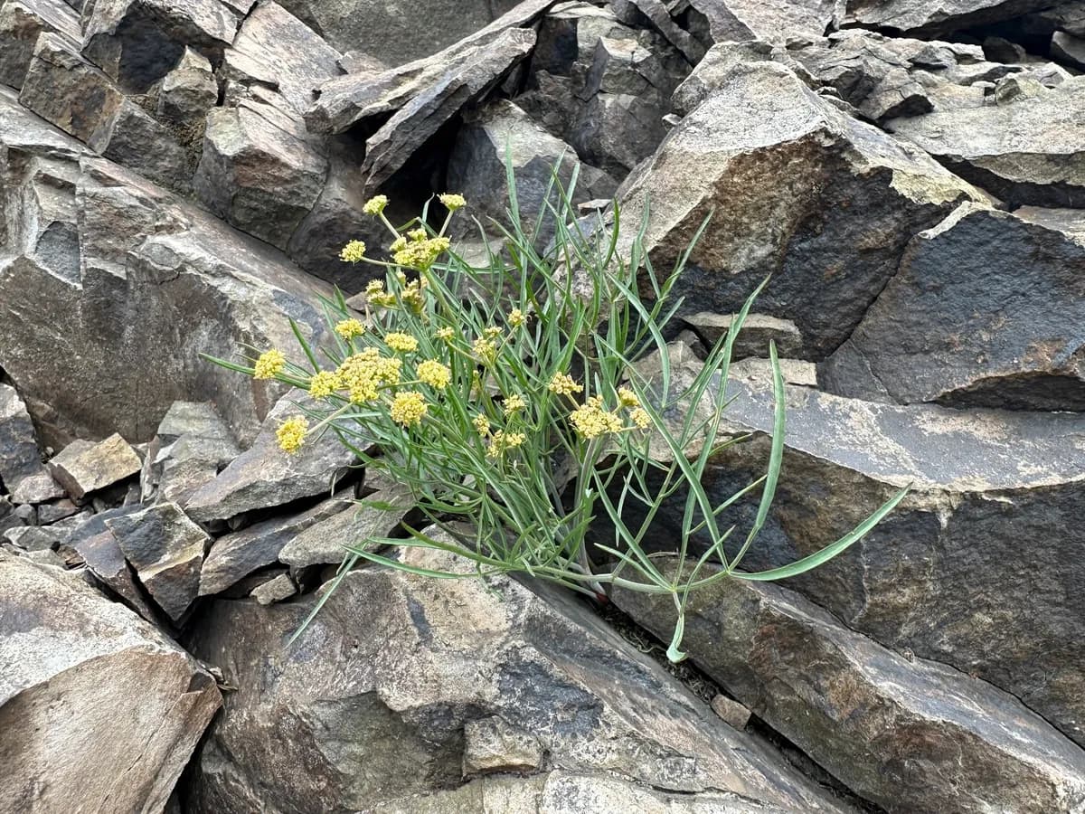 Nineleaf Biscuitroot (Lomatium triternatum)