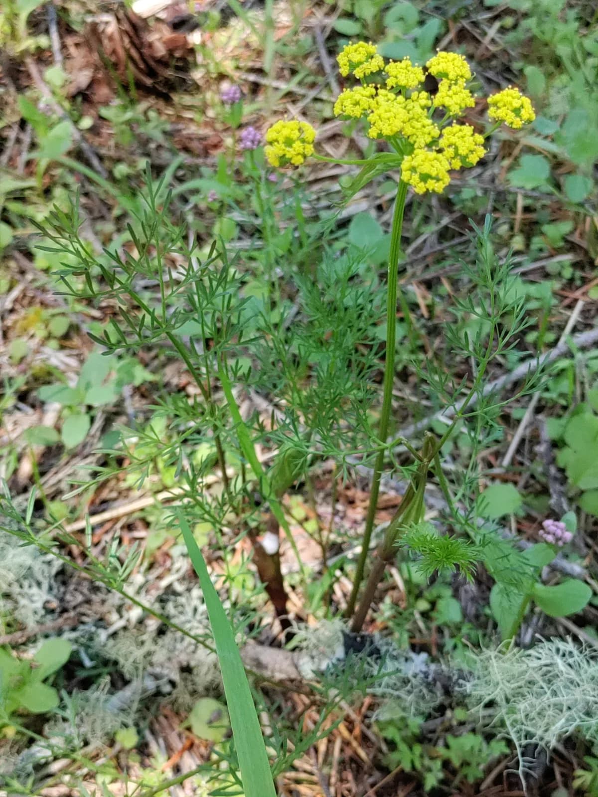 Common Lomatium (Lomatium utriculatum)