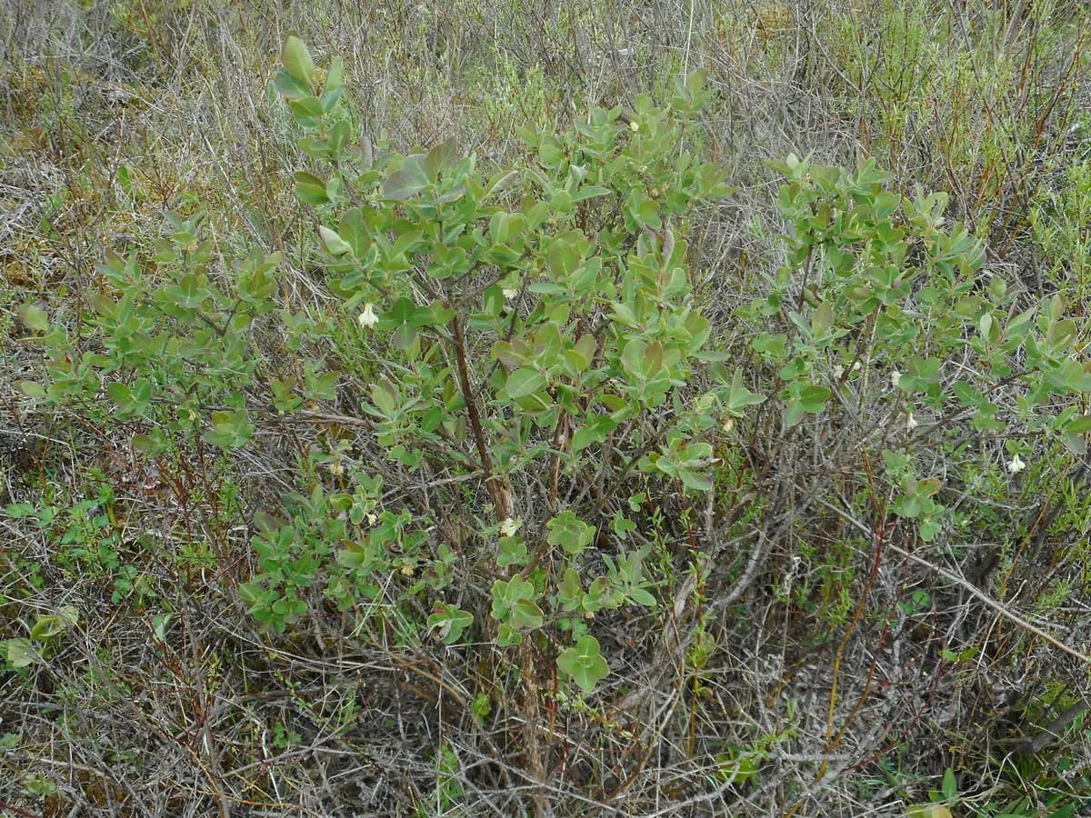 Blue Honeysuckle (Lonicera caerulea)