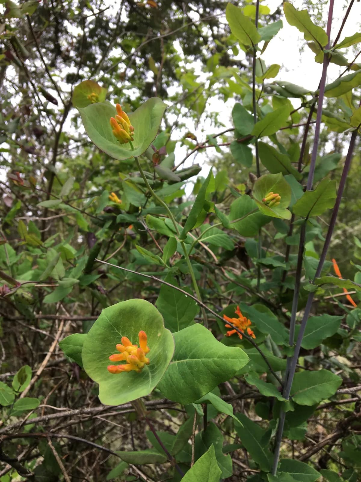 Orange honeysuckle (Lonicera ciliosa)