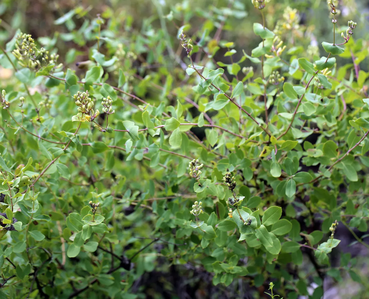 Chaparral honeysuckle (Lonicera interrupta)